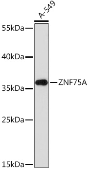 ZNF75A Rabbit pAb