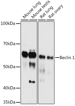 Beclin 1 Rabbit pAb