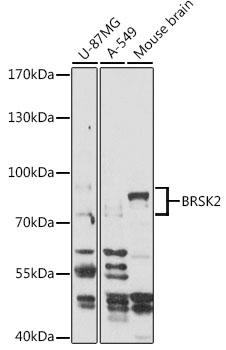 BRSK2 Rabbit pAb