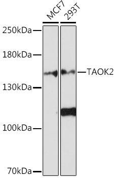 TAOK2 Rabbit pAb