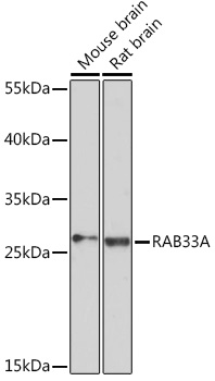 RAB33A Rabbit pAb