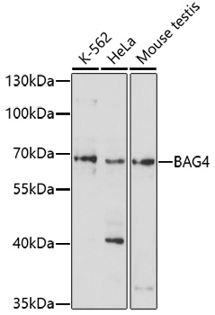 BAG4 Rabbit pAb