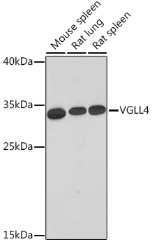 VGLL4 Rabbit pAb