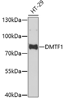 DMTF1 Rabbit pAb