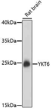 YKT6 Rabbit pAb