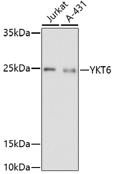 YKT6 Rabbit pAb
