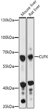 CLPX Rabbit pAb