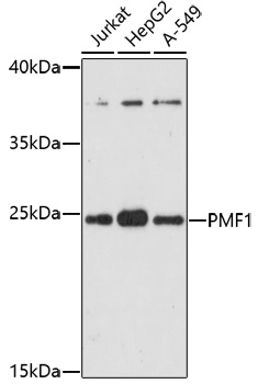 PMF1 Rabbit pAb