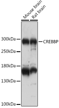 CREBBP Rabbit pAb