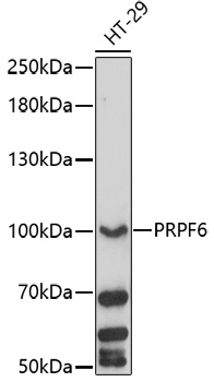 PRPF6 Rabbit pAb