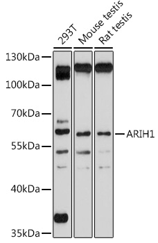 ARIH1 Rabbit pAb
