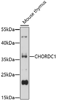 CHORDC1 Rabbit pAb
