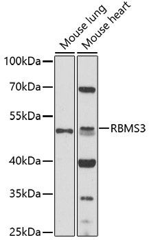 RBMS3 Rabbit pAb