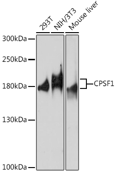 CPSF1 Rabbit pAb
