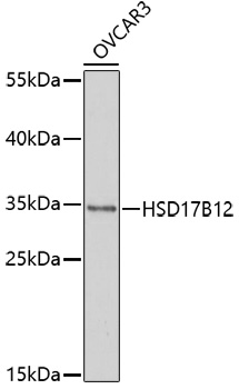 HSD17B12 Rabbit pAb