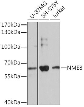 NME8 Rabbit pAb