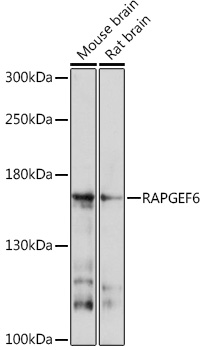 RAPGEF6 Rabbit pAb