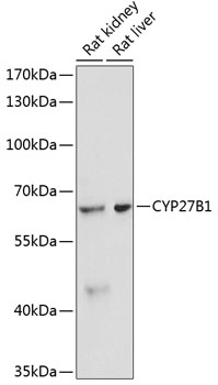 CYP27B1 Rabbit pAb