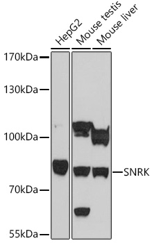 SNRK Rabbit pAb