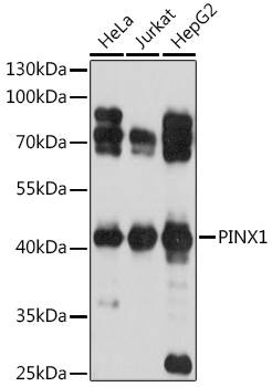 PINX1 Rabbit pAb