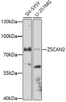 ZSCAN2 Rabbit pAb