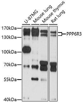 PPP6R3 Rabbit pAb