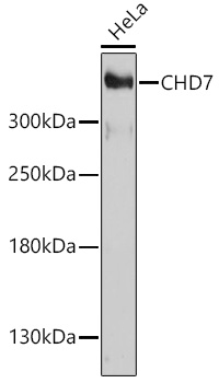 CHD7 Rabbit pAb
