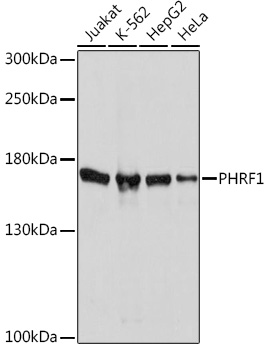 PHRF1 Rabbit pAb