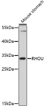 RHOU Rabbit pAb
