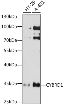 CYBRD1 Rabbit pAb