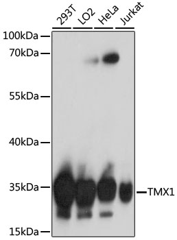TMX1 Rabbit pAb
