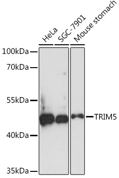 TRIM5 Rabbit pAb