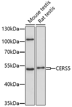 CERS5 Rabbit pAb