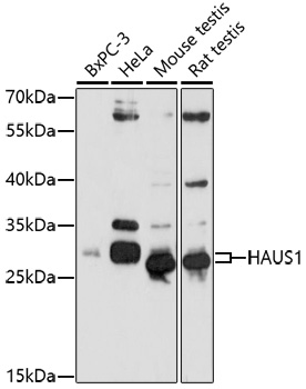 HAUS1 Rabbit pAb