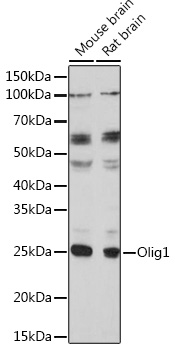Olig1 Rabbit pAb