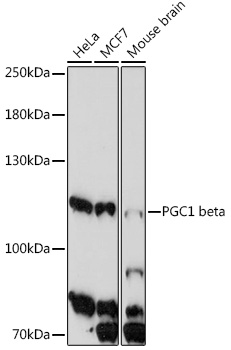 PGC1 beta Rabbit pAb