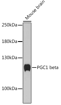 PGC1 beta Rabbit pAb