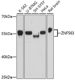 ZNF563 Rabbit pAb