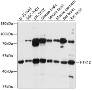 HTR1D Rabbit pAb