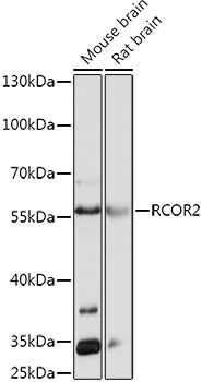 RCOR2 Rabbit pAb
