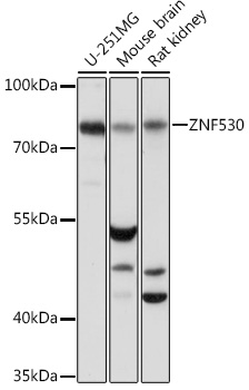 ZNF530 Rabbit pAb