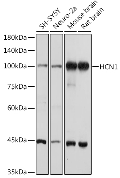 HCN1 Rabbit pAb