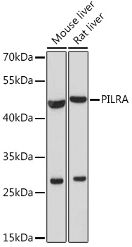 PILRA Rabbit pAb