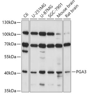 PGA3 Rabbit pAb