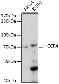 CCR4 Rabbit pAb