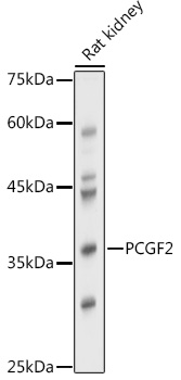 PCGF2 Rabbit pAb