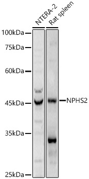 NPHS2 Rabbit pAb