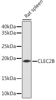 CLEC2B Rabbit pAb