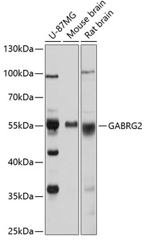 GABRG2 Rabbit pAb