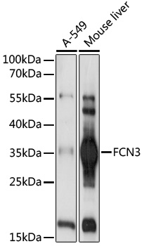 FCN3 Rabbit pAb